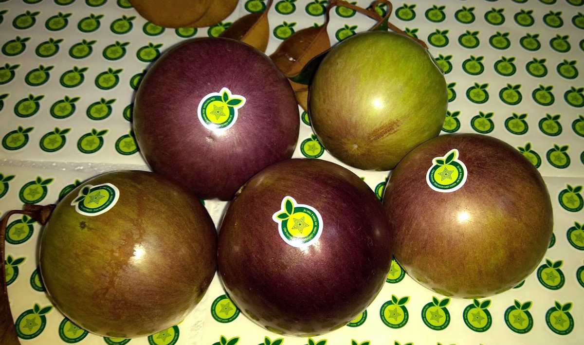 vu-sua-lo-ren-tim-can-tho-fruit vu-sua-lo-ren-tim-can-tho-fruit